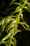 Brazilian waterweed